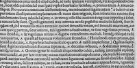 An illustration from Joan. Philippi Ingrassiae,... In Galeni librum de Ossibus... commentaria, nunc primum sedulo in lucem edita... quibus appositus est graecus Galeni contextus, una cum nova et fideli ejusdem Ingrassiae in latinum versione (1603)
