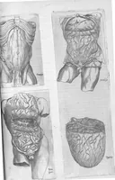 An illustration from Anatomes totius, aere insculpta delineatio, cui addita est Epitome, innumeris mendis repurgata, quam de corporis humani conscripsit... And. Vesalius. Eique accessit partium corporis tum simplicium tum compositarum brevis elucidatio, per Jacobum Grevinum (1565)
