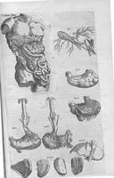 An illustration from Anatomes totius, aere insculpta delineatio, cui addita est Epitome, innumeris mendis repurgata, quam de corporis humani conscripsit... And. Vesalius. Eique accessit partium corporis tum simplicium tum compositarum brevis elucidatio, per Jacobum Grevinum (1565)
