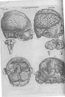An illustration from Anatomes totius, aere insculpta delineatio, cui addita est Epitome, innumeris mendis repurgata, quam de corporis humani conscripsit... And. Vesalius. Eique accessit partium corporis tum simplicium tum compositarum brevis elucidatio, per Jacobum Grevinum (1565)