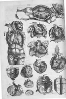 An illustration from Anatomes totius, aere insculpta delineatio, cui addita est Epitome, innumeris mendis repurgata, quam de corporis humani conscripsit... And. Vesalius. Eique accessit partium corporis tum simplicium tum compositarum brevis elucidatio, per Jacobum Grevinum (1565)