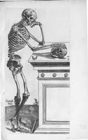 An illustration from Anatomes totius, aere insculpta delineatio, cui addita est Epitome, innumeris mendis repurgata, quam de corporis humani conscripsit... And. Vesalius. Eique accessit partium corporis tum simplicium tum compositarum brevis elucidatio, per Jacobum Grevinum (1565)