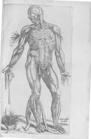 An illustration from Anatomes totius, aere insculpta delineatio, cui addita est Epitome, innumeris mendis repurgata, quam de corporis humani conscripsit... And. Vesalius. Eique accessit partium corporis tum simplicium tum compositarum brevis elucidatio, per Jacobum Grevinum (1565)