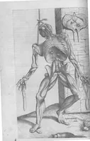 An illustration from Anatomes totius, aere insculpta delineatio, cui addita est Epitome, innumeris mendis repurgata, quam de corporis humani conscripsit... And. Vesalius. Eique accessit partium corporis tum simplicium tum compositarum brevis elucidatio, per Jacobum Grevinum (1565)
