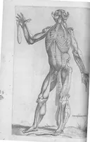 An illustration from Anatomes totius, aere insculpta delineatio, cui addita est Epitome, innumeris mendis repurgata, quam de corporis humani conscripsit... And. Vesalius. Eique accessit partium corporis tum simplicium tum compositarum brevis elucidatio, per Jacobum Grevinum (1565)