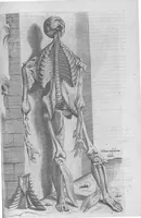 An illustration from Anatomes totius, aere insculpta delineatio, cui addita est Epitome, innumeris mendis repurgata, quam de corporis humani conscripsit... And. Vesalius. Eique accessit partium corporis tum simplicium tum compositarum brevis elucidatio, per Jacobum Grevinum (1565)