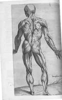 An illustration from Anatomes totius, aere insculpta delineatio, cui addita est Epitome, innumeris mendis repurgata, quam de corporis humani conscripsit... And. Vesalius. Eique accessit partium corporis tum simplicium tum compositarum brevis elucidatio, per Jacobum Grevinum (1565)