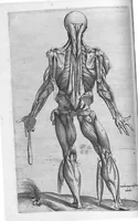 An illustration from Anatomes totius, aere insculpta delineatio, cui addita est Epitome, innumeris mendis repurgata, quam de corporis humani conscripsit... And. Vesalius. Eique accessit partium corporis tum simplicium tum compositarum brevis elucidatio, per Jacobum Grevinum (1565)