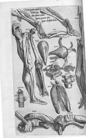An illustration from Anatomes totius, aere insculpta delineatio, cui addita est Epitome, innumeris mendis repurgata, quam de corporis humani conscripsit... And. Vesalius. Eique accessit partium corporis tum simplicium tum compositarum brevis elucidatio, per Jacobum Grevinum (1565)