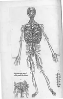 An illustration from Anatomes totius, aere insculpta delineatio, cui addita est Epitome, innumeris mendis repurgata, quam de corporis humani conscripsit... And. Vesalius. Eique accessit partium corporis tum simplicium tum compositarum brevis elucidatio, per Jacobum Grevinum (1565)