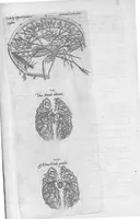 Picture 23 of 39 from Anatomes totius, aere insculpta delineatio, cui addita est Epitome, innumeris mendis repurgata, quam de corporis humani conscripsit... And. Vesalius. Eique accessit partium corporis tum simplicium tum compositarum brevis elucidatio, per Jacobum Grevinum (1565), leaf 86