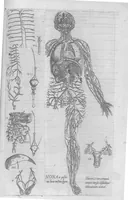An illustration from Anatomes totius, aere insculpta delineatio, cui addita est Epitome, innumeris mendis repurgata, quam de corporis humani conscripsit... And. Vesalius. Eique accessit partium corporis tum simplicium tum compositarum brevis elucidatio, per Jacobum Grevinum (1565)