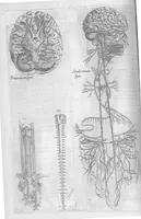 Picture 25 of 39 from Anatomes totius, aere insculpta delineatio, cui addita est Epitome, innumeris mendis repurgata, quam de corporis humani conscripsit... And. Vesalius. Eique accessit partium corporis tum simplicium tum compositarum brevis elucidatio, per Jacobum Grevinum (1565), leaf 92