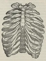 An illustration from Andreae Vesalii,... de Humani corporis fabrica libri septem... (1543)