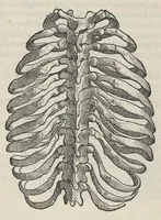An illustration from Andreae Vesalii,... de Humani corporis fabrica libri septem... (1543)