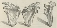 An illustration from Andreae Vesalii,... de Humani corporis fabrica libri septem... (1543)