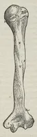 An illustration from Andreae Vesalii,... de Humani corporis fabrica libri septem... (1543)