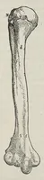 An illustration from Andreae Vesalii,... de Humani corporis fabrica libri septem... (1543)