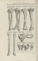 An illustration from Andreae Vesalii,... de Humani corporis fabrica libri septem... (1543)