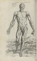 An illustration from Andreae Vesalii,... de Humani corporis fabrica libri septem... (1543)