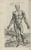 An illustration from Andreae Vesalii,... de Humani corporis fabrica libri septem... (1543)