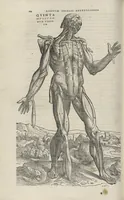 An illustration from Andreae Vesalii,... de Humani corporis fabrica libri septem... (1543)