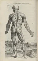 An illustration from Andreae Vesalii,... de Humani corporis fabrica libri septem... (1543)
