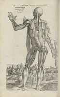 An illustration from Andreae Vesalii,... de Humani corporis fabrica libri septem... (1543)