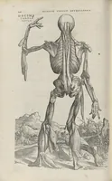 An illustration from Andreae Vesalii,... de Humani corporis fabrica libri septem... (1543)