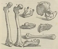 An illustration from Andreae Vesalii,... de Humani corporis fabrica libri septem... (1543)