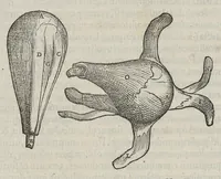 Picture 30 of 64 from Andreae Vesalii,... de Humani corporis fabrica libri septem... (1543), leaf 260
