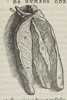 An illustration from Andreae Vesalii,... de Humani corporis fabrica libri septem... (1543)