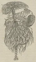 An illustration from Andreae Vesalii,... de Humani corporis fabrica libri septem... (1543)