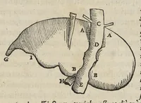 An illustration from Andreae Vesalii,... de Humani corporis fabrica libri septem... (1543)