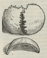 An illustration from Andreae Vesalii,... de Humani corporis fabrica libri septem... (1543)
