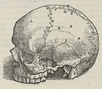 An illustration from Andreae Vesalii,... de Humani corporis fabrica libri septem... (1543)