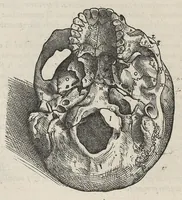 An illustration from Andreae Vesalii,... de Humani corporis fabrica libri septem... (1543)