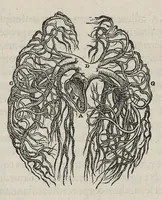 An illustration from Andreae Vesalii,... de Humani corporis fabrica libri septem... (1543)
