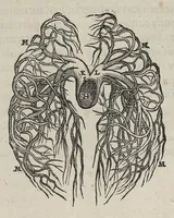 An illustration from Andreae Vesalii,... de Humani corporis fabrica libri septem... (1543)
