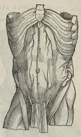 An illustration from Andreae Vesalii,... de Humani corporis fabrica libri septem... (1543)