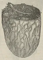 Picture 40 of 64 from Andreae Vesalii,... de Humani corporis fabrica libri septem... (1543), leaf 481