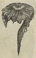 An illustration from Andreae Vesalii,... de Humani corporis fabrica libri septem... (1543)