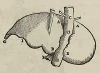 An illustration from Andreae Vesalii,... de Humani corporis fabrica libri septem... (1543)
