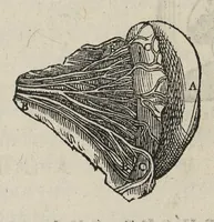 An illustration from Andreae Vesalii,... de Humani corporis fabrica libri septem... (1543)