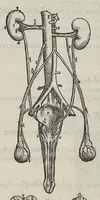 An illustration from Andreae Vesalii,... de Humani corporis fabrica libri septem... (1543)