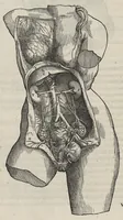 An illustration from Andreae Vesalii,... de Humani corporis fabrica libri septem... (1543)