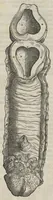 An illustration from Andreae Vesalii,... de Humani corporis fabrica libri septem... (1543)