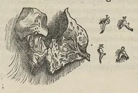 An illustration from Andreae Vesalii,... de Humani corporis fabrica libri septem... (1543)