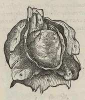 An illustration from Andreae Vesalii,... de Humani corporis fabrica libri septem... (1543)
