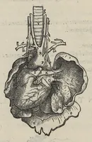 An illustration from Andreae Vesalii,... de Humani corporis fabrica libri septem... (1543)